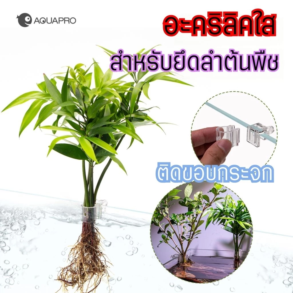 อะคริลิคใสส ำหรับยึดลำต้นพืช ใช้ติดขอบกระจกตู้