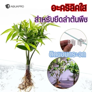 อะคริลิคใสส ำหรับยึดลำต้นพืช ใช้ติดขอบกระจกตู้