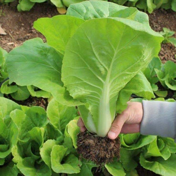200เมล็ด/ซอง ผักกาดขาวน้อย ขาวนวล เมล็ดพันธุ์ High Yield Chinese Pavito Pechay Seeds for Planting Vegetable Seeds