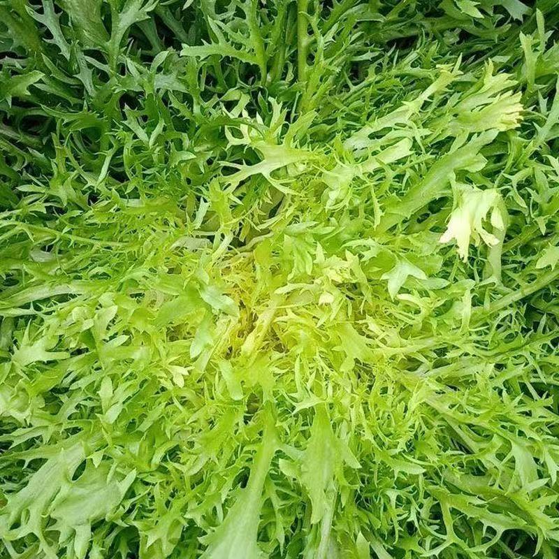 500 เมล็ด เมล็ด​พันธุ์​ มิซู​น่า​ (MIZUNA Lettuce seeds) มัสตาร์ด​ญี่ปุ่น F1 Seeds
