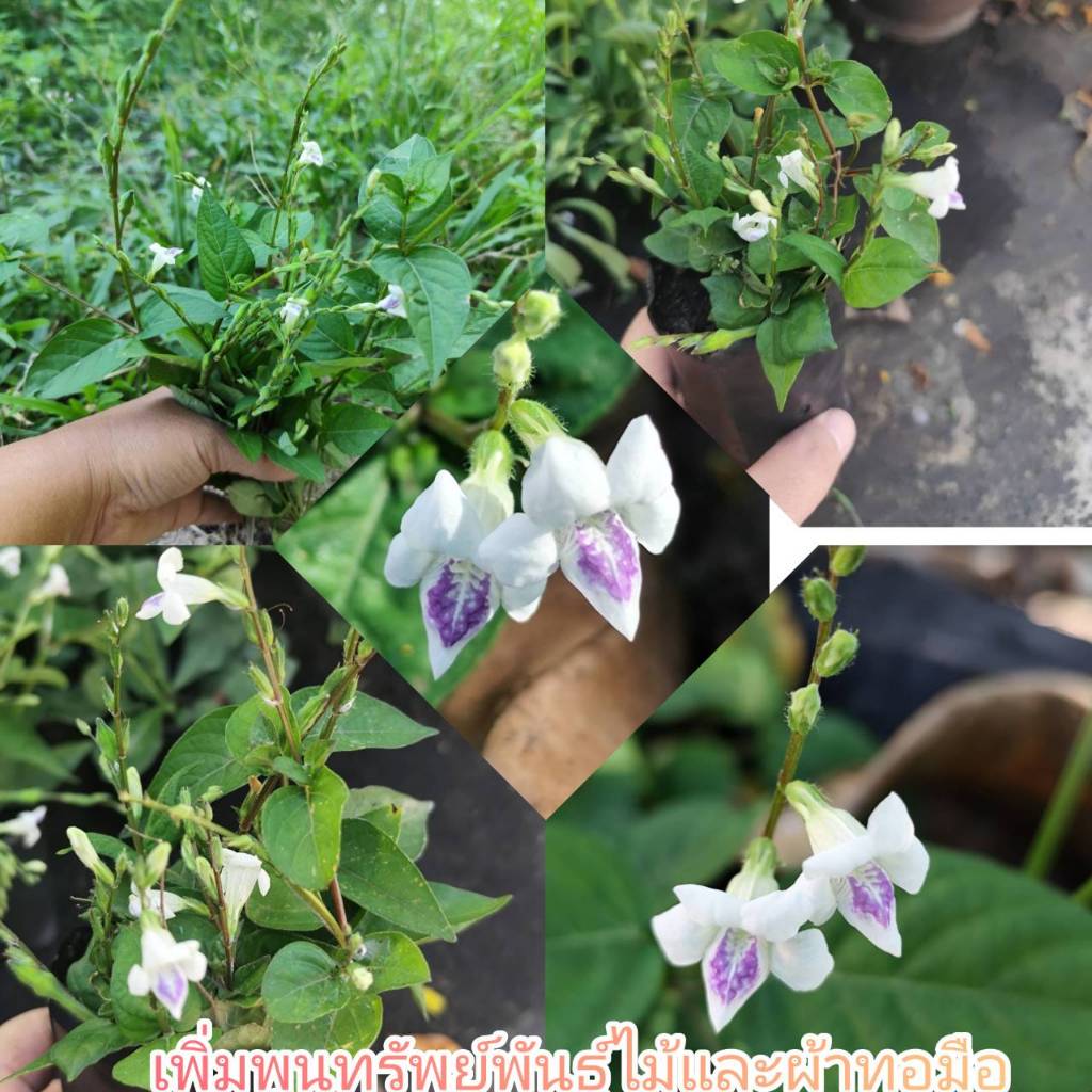 🌺ต้นอ่อมแซ่บ เบญจรงค์ห้าสี(2ถุงเพาะชำ)ตำลึงหวาน บุษบาริมทาง สินค้าพร้อมส่ง