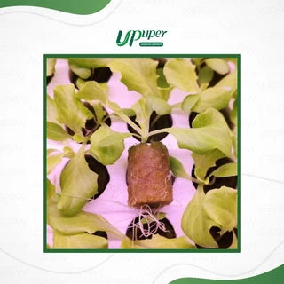 UPuper Rockwool CP R20 ร็อควูล เพาะชำ ทรงกลม สำหรับไฮโดรโปนิกส์ งอกไว รากไม่พัน ก้อนกลม 1 นิ้ว