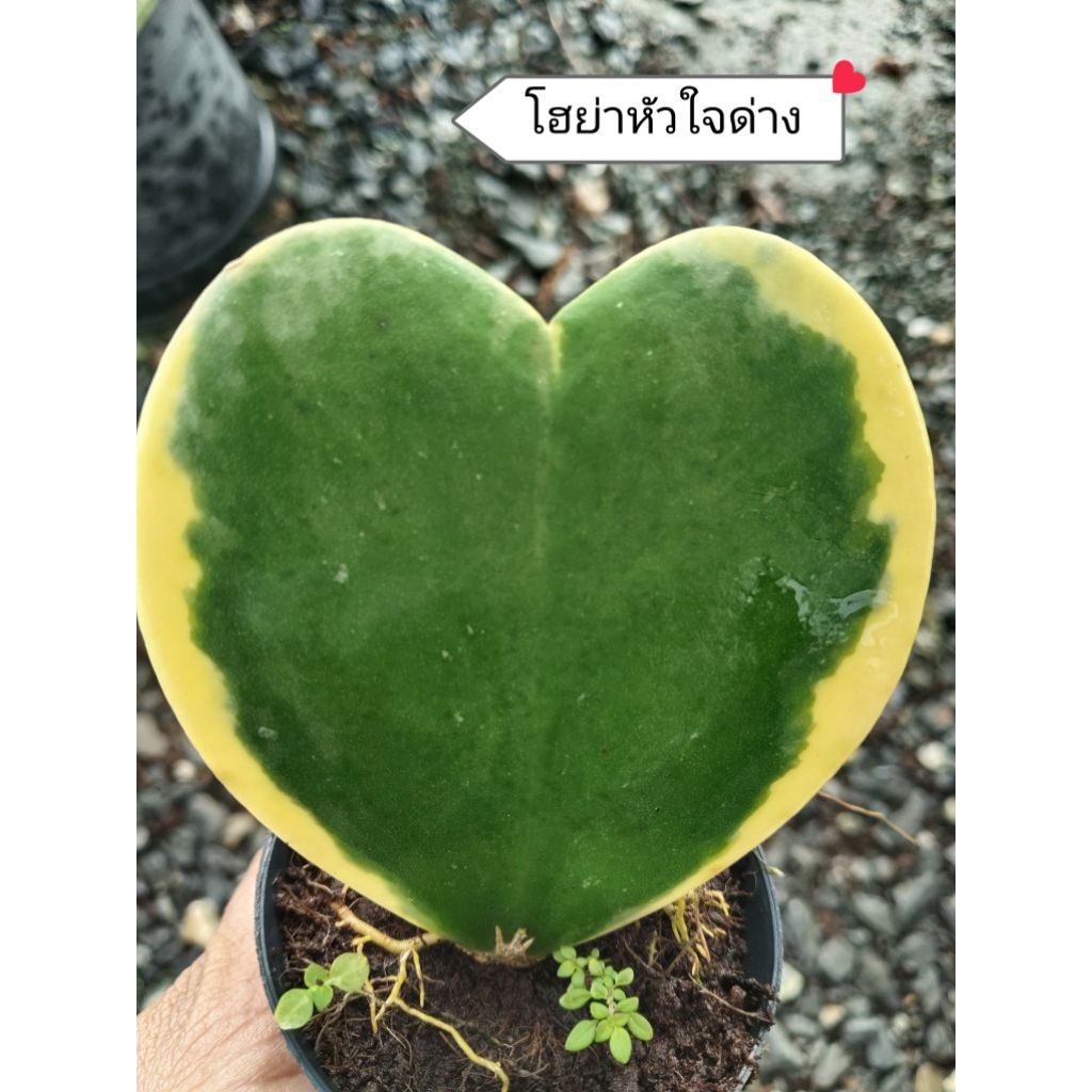 🌿💚ไม้มงคล ไม้ฟอกอากาศ ไม้จิ๋ว ❤️🌿 กระถาง3 นิ้ว 5แถม1♥️10แถม3 - รูปที่ 7