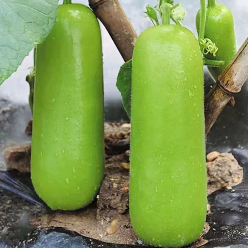 ฟาร์มขนาดเล็ก UPO SEEDS 10เมล็ด ฟักเขียว การใช้ชีวิตแบบมีสุขภาพดี การงอกอย่างรวดเร็ว