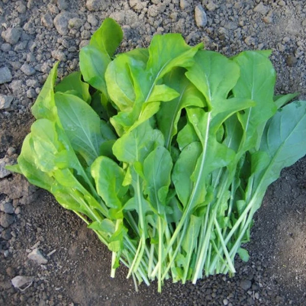 (Rocket Arugula Seeds) 400 เมล็ด ผักร็อคเก็ต ผักสลัด สมุนไหร รสชาติสูง 7วัน ปลูกกินต้นอ่อนได้ นำเข้าจากสหรัฐอเมริกา