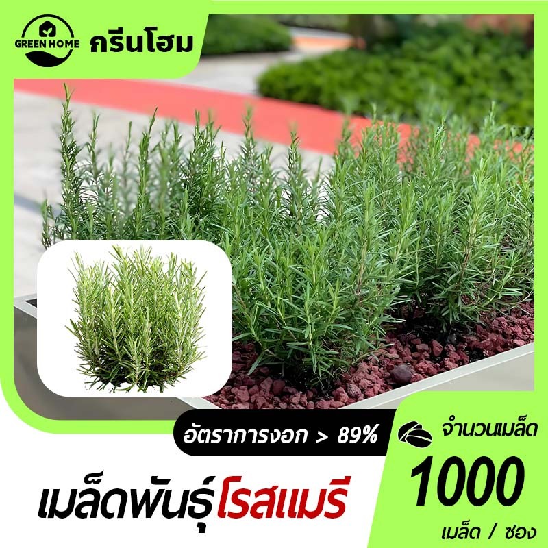 1000 เมล็ด เมล็ดพันธุ์โรสแมรี ปลูกได้ทุกฤดู กลิ่นหอมเฉพาะตัว ใช้ปรุงอาหารหรือทำอโรม่าได้