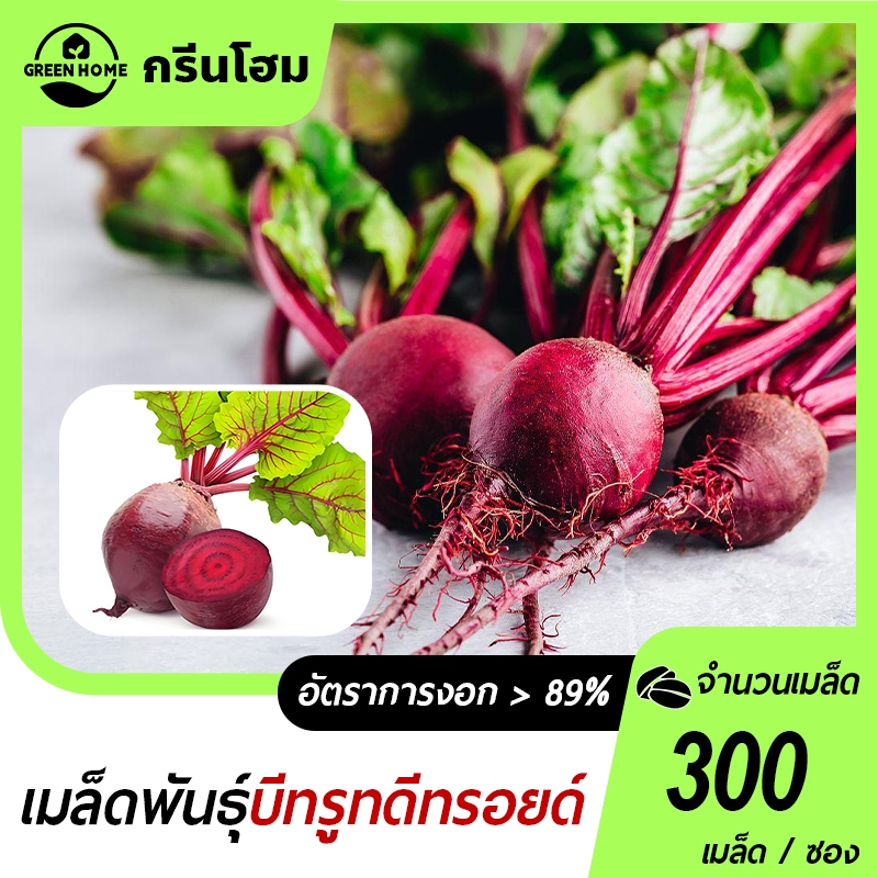 300 เมล็ด เมล็ดพันธุ์บีทรูท ดีทรอยด์ ปลูกง่าย โตเร็ว เหมาะปลูกที่บ้าน ทำได้ทั้งน้ำบีทรูท สลัด ซุป