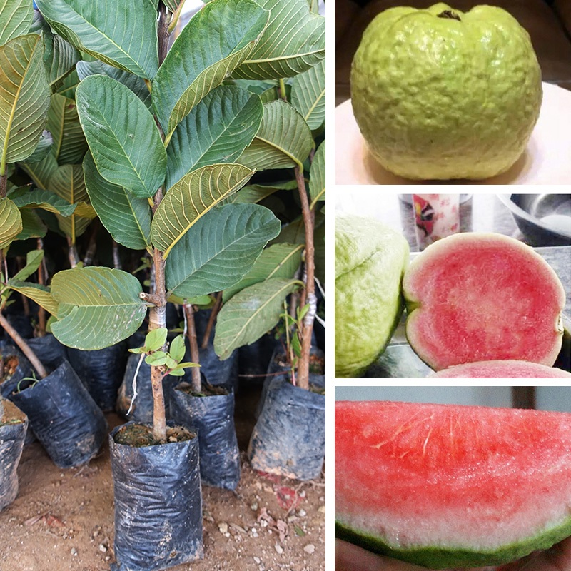 เมล็ดพันธุ์ ฝรั่ง เมล็ดฝรั่ง บรรจุ 50 เมล็ด (Guava Seeds for Planting) Bonsai Guava Tree Fruit Seeds