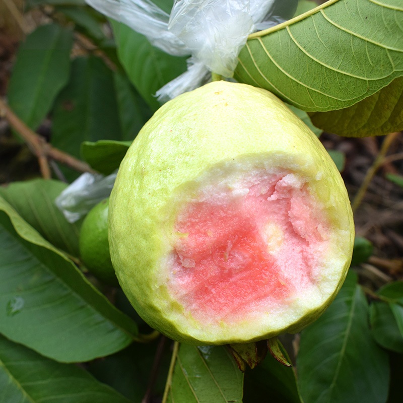 ไม้ผล Guava Seeds for Planting Horticultural enthusiasts 50เมล็ด ฝรั่ง เมล็ดพันธุ์ให้ผลผลิตสูง