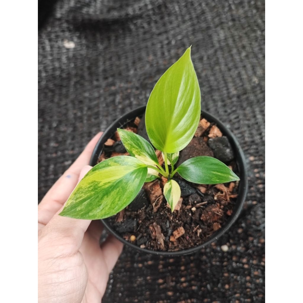 บุษราคัมด่างเหลืองพีช/กระถาง3