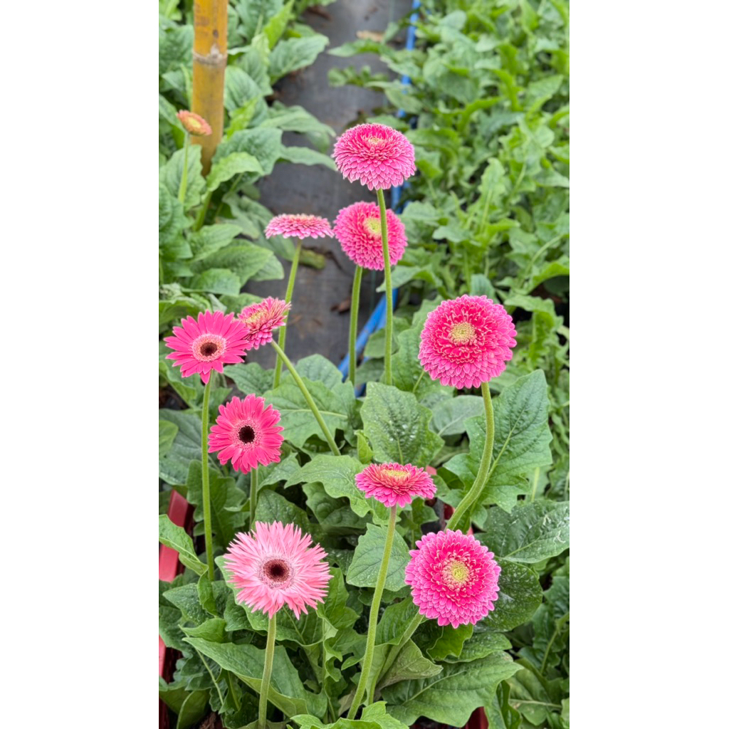 🔥ต้นเยอบีร่าถุงขนาด4 ×8นิ้ว(1ต้นมี1-2ดอกตูม)🌸🔥 - รูปที่ 6