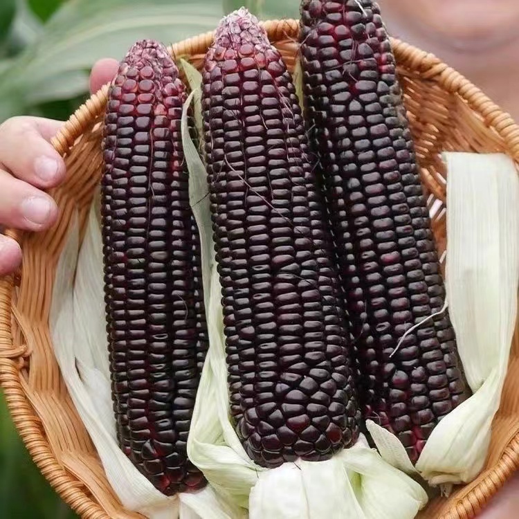 เมล็ดข้าวโพดม่วง Purple Corn Seeds ตราภูเขาทอง เมล็ดพันธุ์ข้าวโพดม่วง เมล็ดข้าวโพดสีม่วง เมล็ดข้าวโพด (10Seeds)