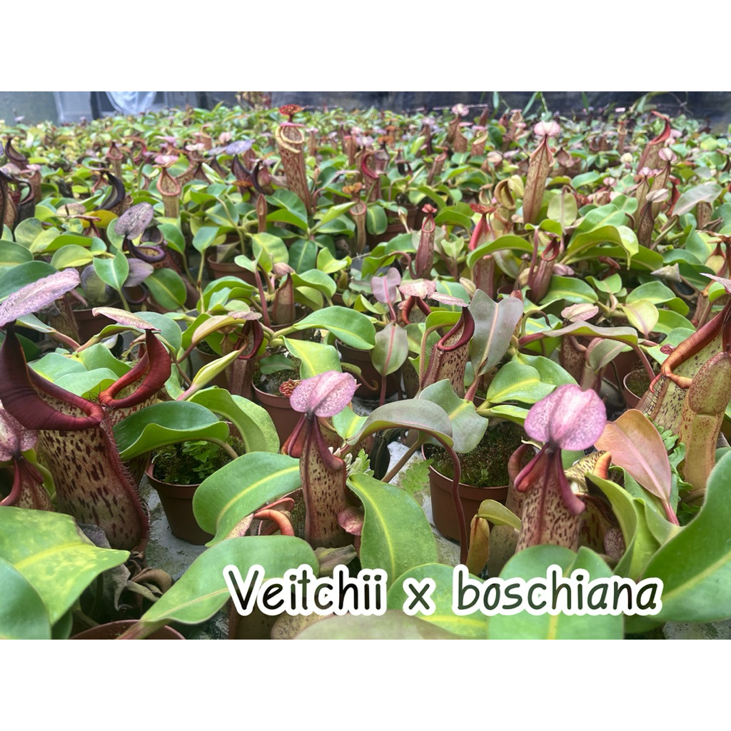 N. Veitchii   x  boschiana