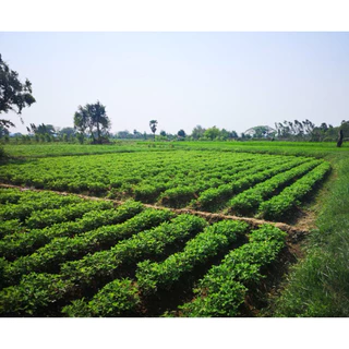 🌱เมล็ดถั่วลิสงพันธุ์ขอนแก่น 6 เมล็ดสำหรับทำพันธุ์แบบแกะเปลือกแล้วขนาด 1000 กรัม🌱