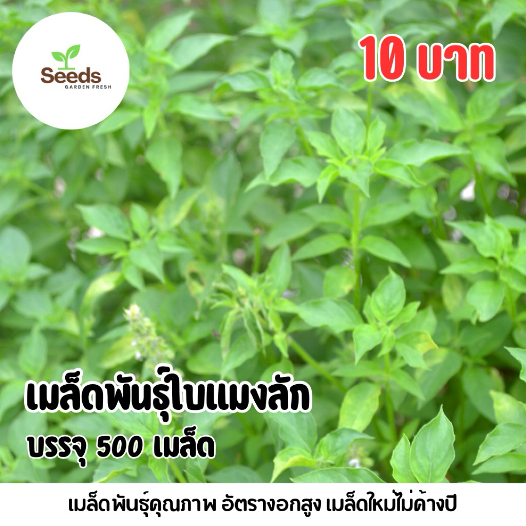 เมล็ดพันธุ์ใบแมงลัก(ผักอิตู่) บรรจุ 500 เมล็ด