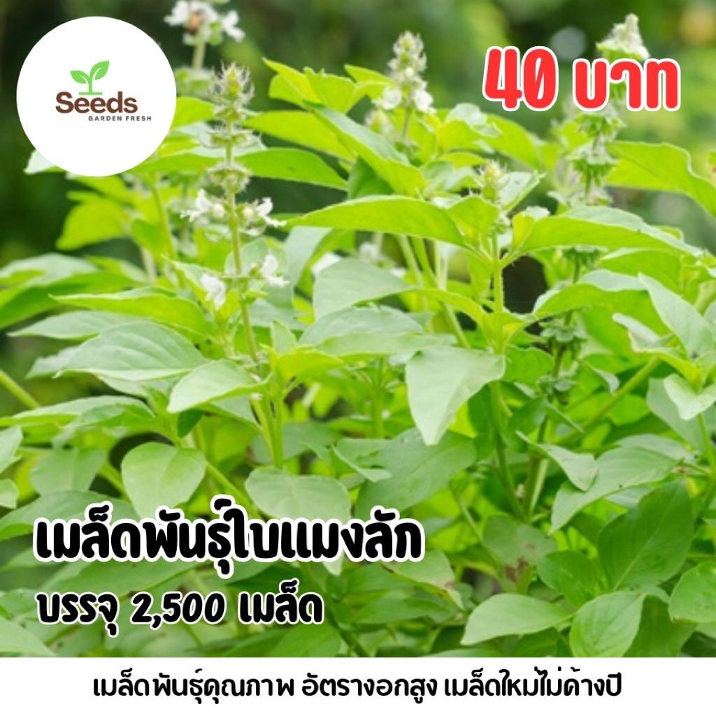 เมล็ดพันธุ์ใบแมงลัก(ผักอิตู่) บรรจุ 2,500 เมล็ด