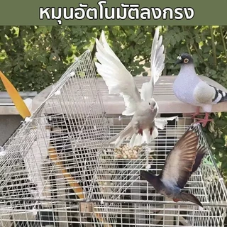 *เข้าได้แต่ออกไม่ได้* Flip Cage กรกดักนกเขา เพนียดดักนก กรงกับดักนกพิราบ ดักนกได้หลายชนิด