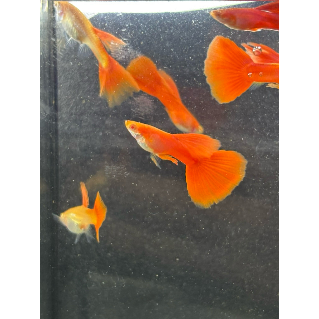 ตกแต่งโหล อัลบลิโน่ ฟลูเรด (1คู่)