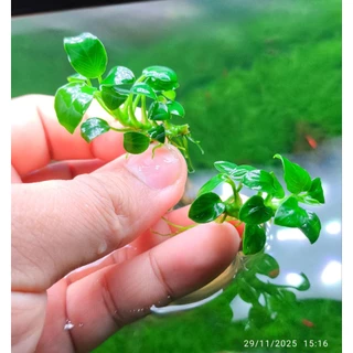 anubias petite , pinto pangolino พิตตี้และสายพันธ์อื่นๆ