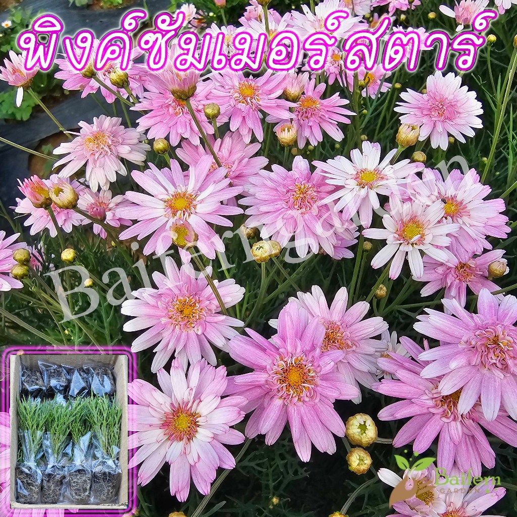 ต้นกล้าดอกพิงค์ซัมเมอร์สตาร์(Federation Daisy Summer Stars) ดอกไม้กินได้ ต้นแข็งแรง พร้อมปลูก