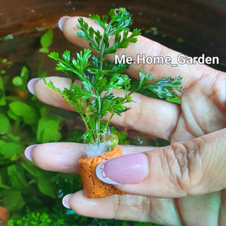 🍃🍃เฟิร์นผักชี 🍃🍃ไม้น้ำหลอดเซรามิกค์1ชุดมี3หลอด