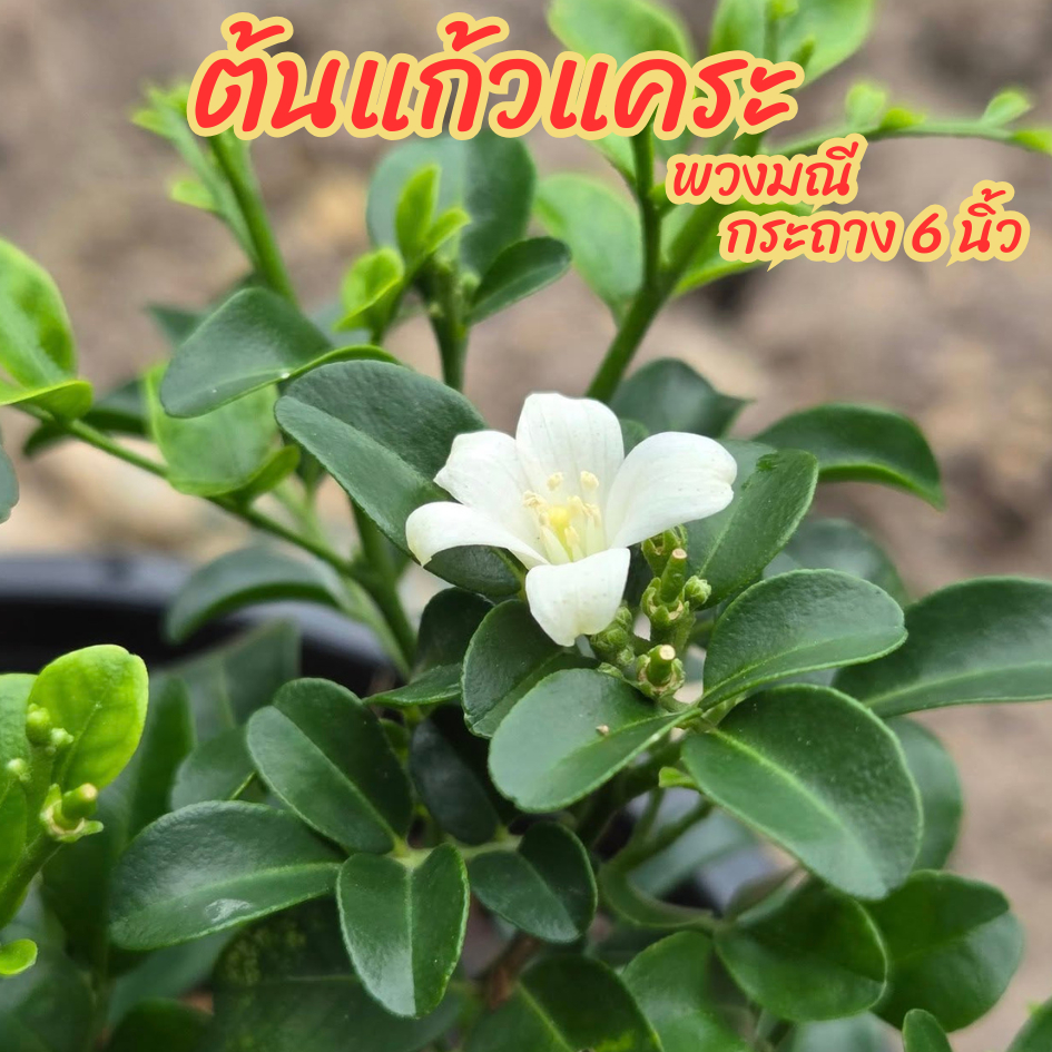 ต้นแก้วพวงมณี ดอกสีขาว มีกลิ่นหอม และออกดอกตลอดทั้งปี ขนาดกระถาง 6 นิ้ว