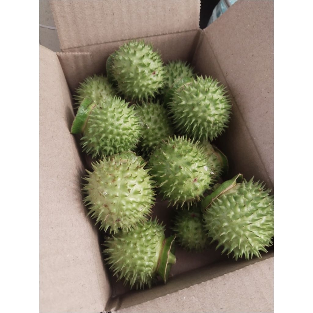 ลำโพงขาว มะเขือบ้า ขายผลสด 1 ผล 50 บาท(สำหรับทำยาหรือวิจัย) - รูปที่ 7