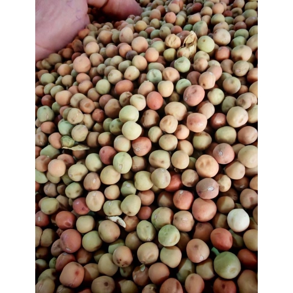 ถั่วลันเตาปลูก  1กิโล(ใบใหญ่) ปลูกกินยอด กินใบ กินฝัก (เมล็ดโต้วเหมี่ยว) - รูปที่ 6