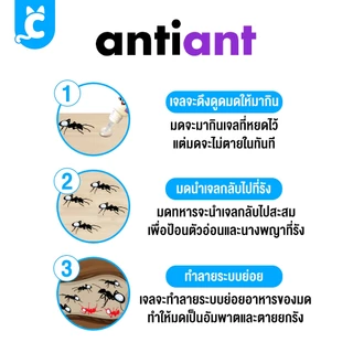 [ส่งฟรี🇹🇭] Anti Ant เจลกำจัดมด และแมลง ปลอดภัย ไร้กลิ่น แอนตี้แอนท์ CleverPet