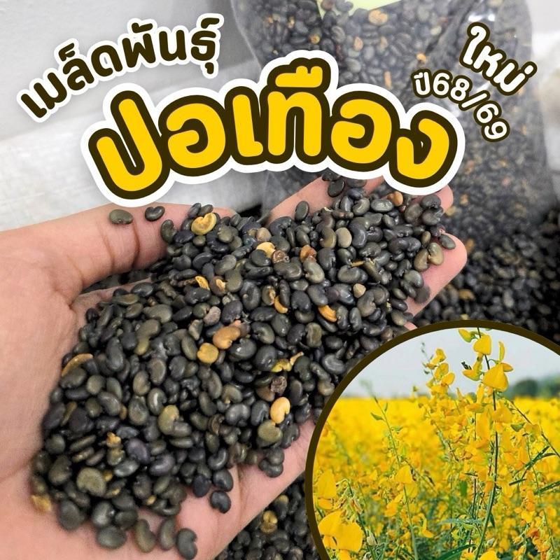 เมล็ดพันธุ์ปอเทือง ปี68 อัตรางอกสูงมาก ใช้ปรับปรุงดิน เพิ่มปุ๋ยดิน เพิ่มธาตุอาหารในดินก่อนปลูกข้าว พืชการเกษตร