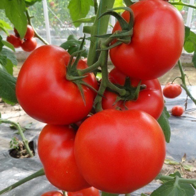 300เมล็ด/ซอง เมล็ดพันธุ์ มะเขือเทศ มะเขือเทศยักษ์ High Yield Giant Tomato Seeds Big Sweet Red Tomato