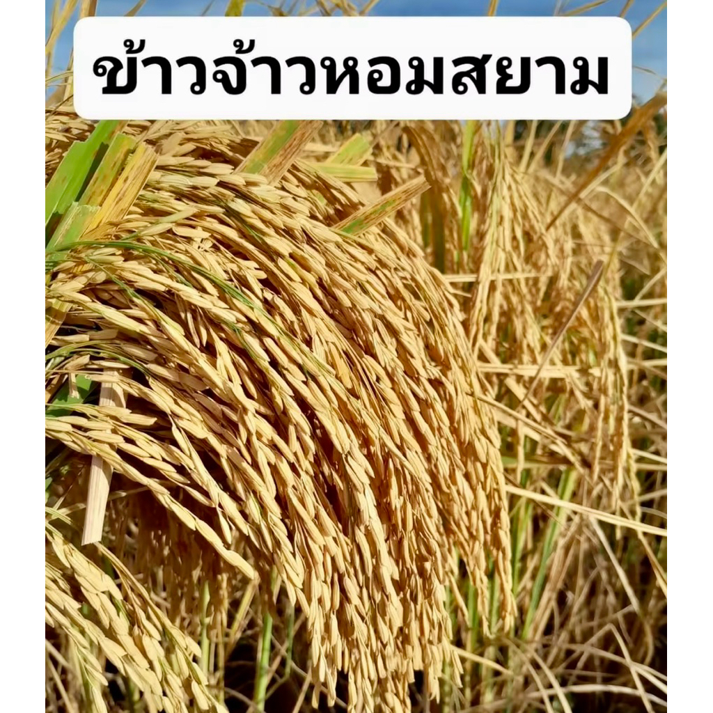พันธุ์ข้าวหอมสยาม ขนาด 5 kg