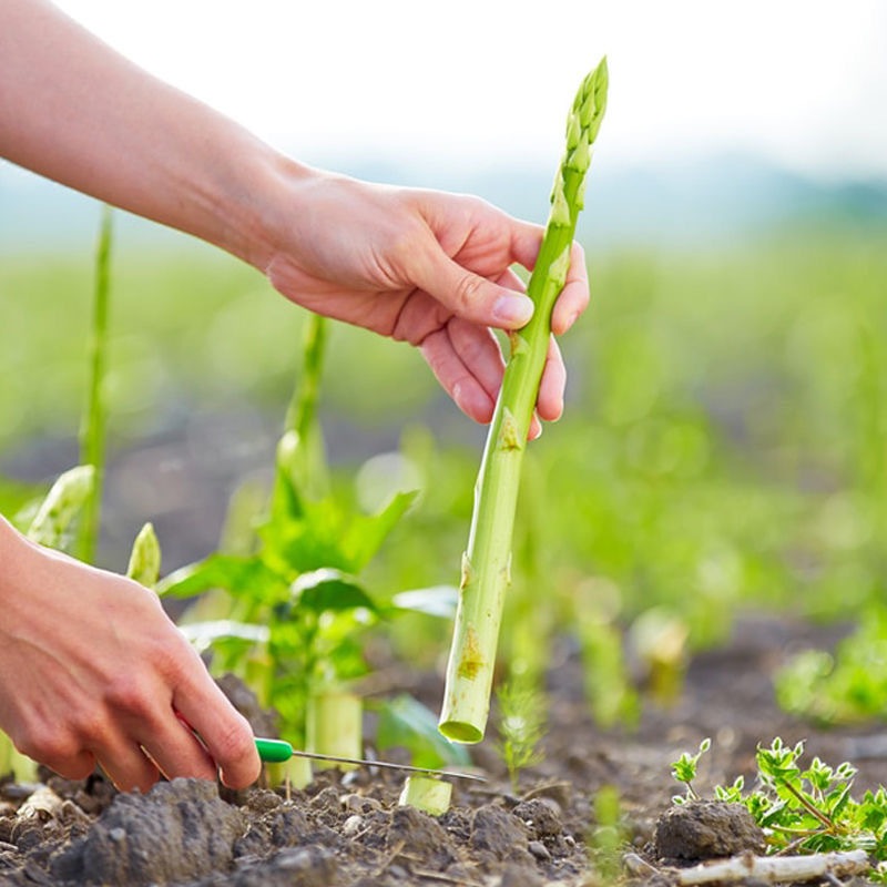 เมล็ดหน่อไม้ฝรั่ง (10 เมล็ด/แพ็ค) Asparagus Seeds Organic Vegetable Seeds