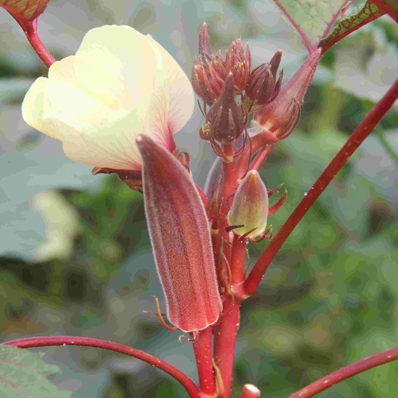 เมล็ดพันธุ์ กระเจี๊ยบมอญ สีแดง 50 เมล็ด Red Okra Seed เมล็ดพันธุ์แท้ นำเข้าจากต่างประเทศ ปลูกผัก สวน