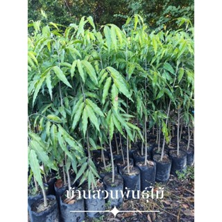 ต้นอโศกเซนต์คาเบรียล อโศกอินเดีย ต้นเพาะเมล็ด สูง 1.1-1.3 เม…