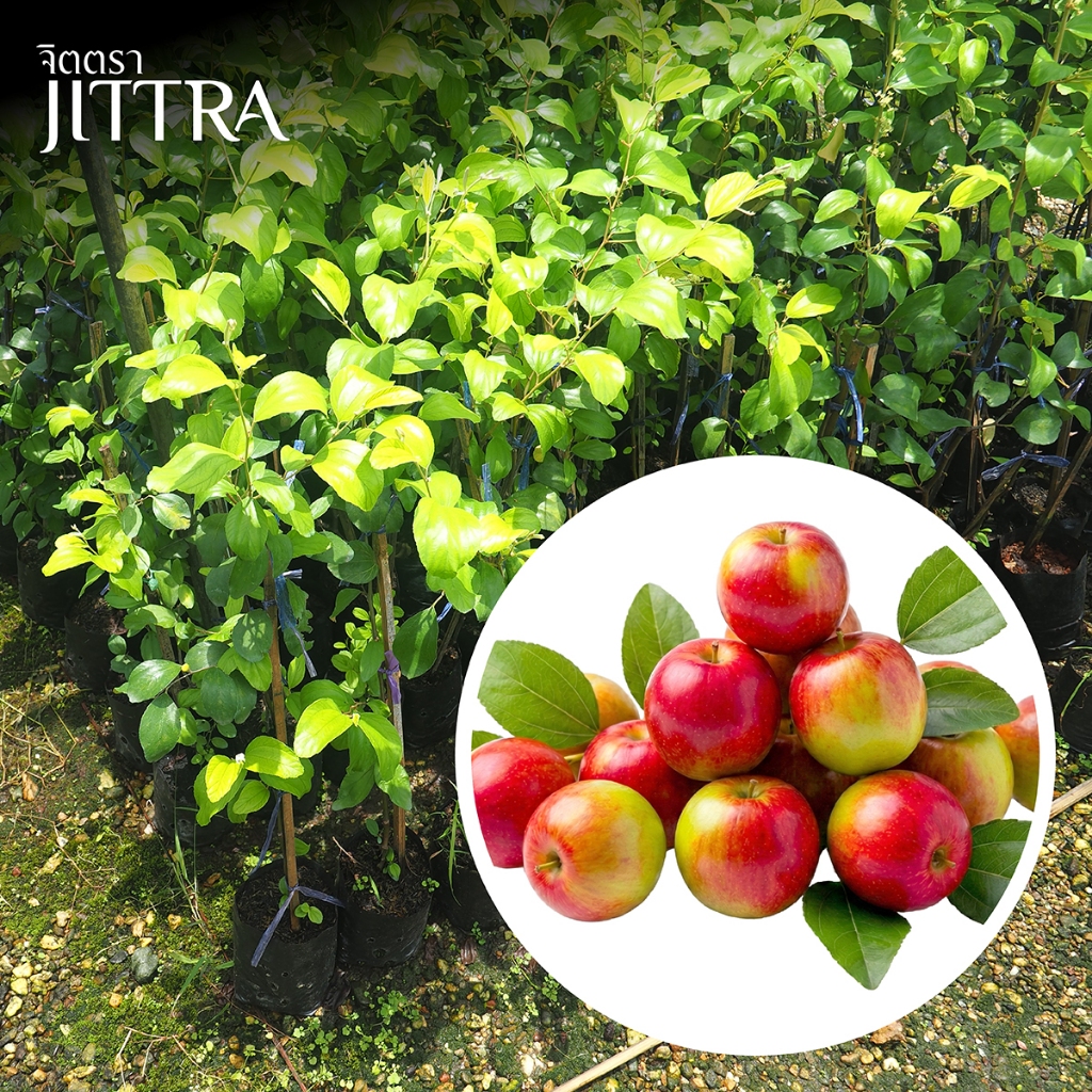 จิตตรา ต้นพันธุ์พุทราแดงอินเดีย Indian Jujube  ทาบกิ่งสูง 60-80 ซม. โตไวให้ผลเร็ว พร้อมส่ง เคลมฟรี