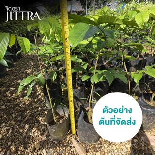 จิตตรา ต้นลองกองพันธุ์ตันหยงมัส เสียบยอดสูง 50-70 ซม. รากแน่น โตไว ให้ผลเร็ว พร้อมส่ง เคลมฟรี