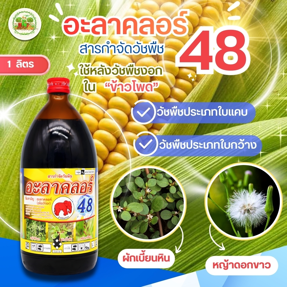 อะลาคลอร์ สารคุมวัชพืช คุมหญ้า ทั่วๆไป ใช้ แปลงผัก คุมวัชพืช #ไทออน คุมได้ทั้งใบแคบและใบกว้าง ไทออน