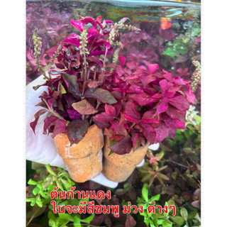 ต้นไม้ (6 แถม 1 )เกร็ดทับทิม ก้านแดง เป็ดแดงลาย (ไม้บก)ต้องเ…