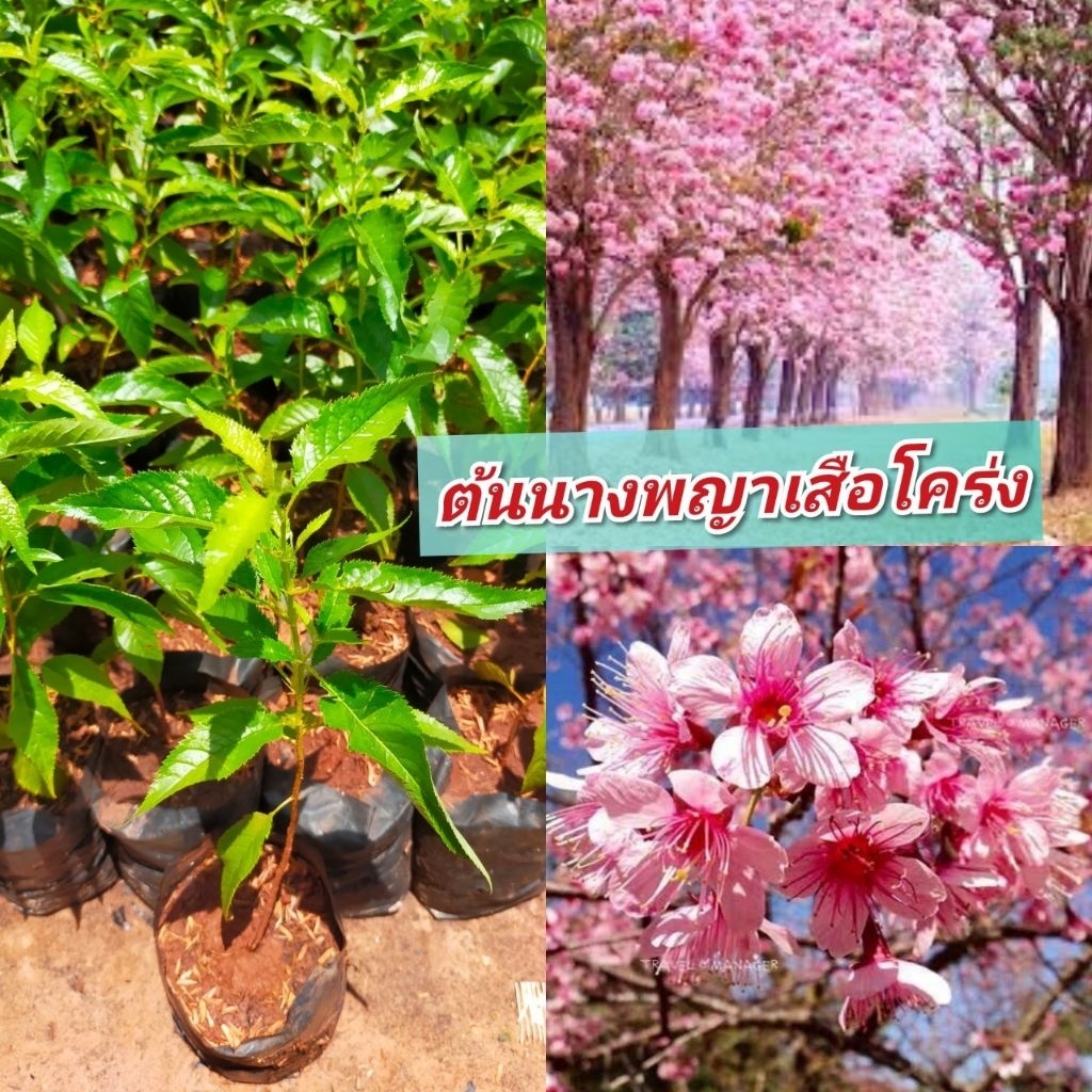 ต้นพญาเสือโคร่ง หรือ ซากุระเมืองไทย ต้นสวย ทรงพุ่มแข็งแรง