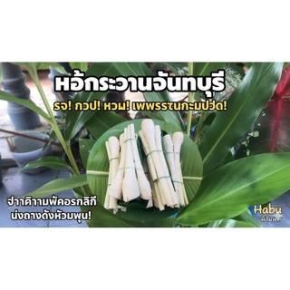หน่อกระวานสด สำหรับทำอาหาร 1 มัด (ประมาณ3หัว) (ประมาณ200-300กรัม)