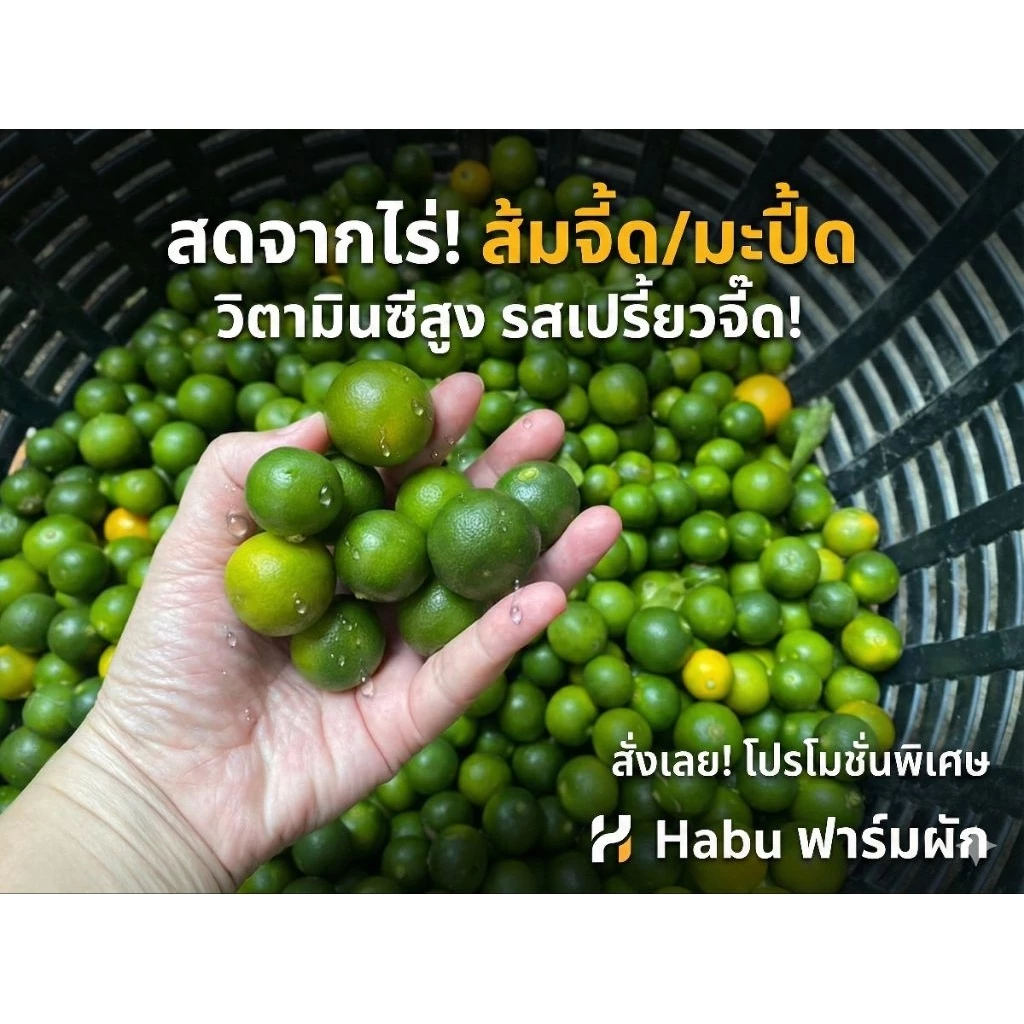 ส้มจี๊ด มะปี๊ด (ส้มจี๊ด) (calamansi) | ส่งตรงจากจันทบุรี ส้มจี้ด มะปี้ด