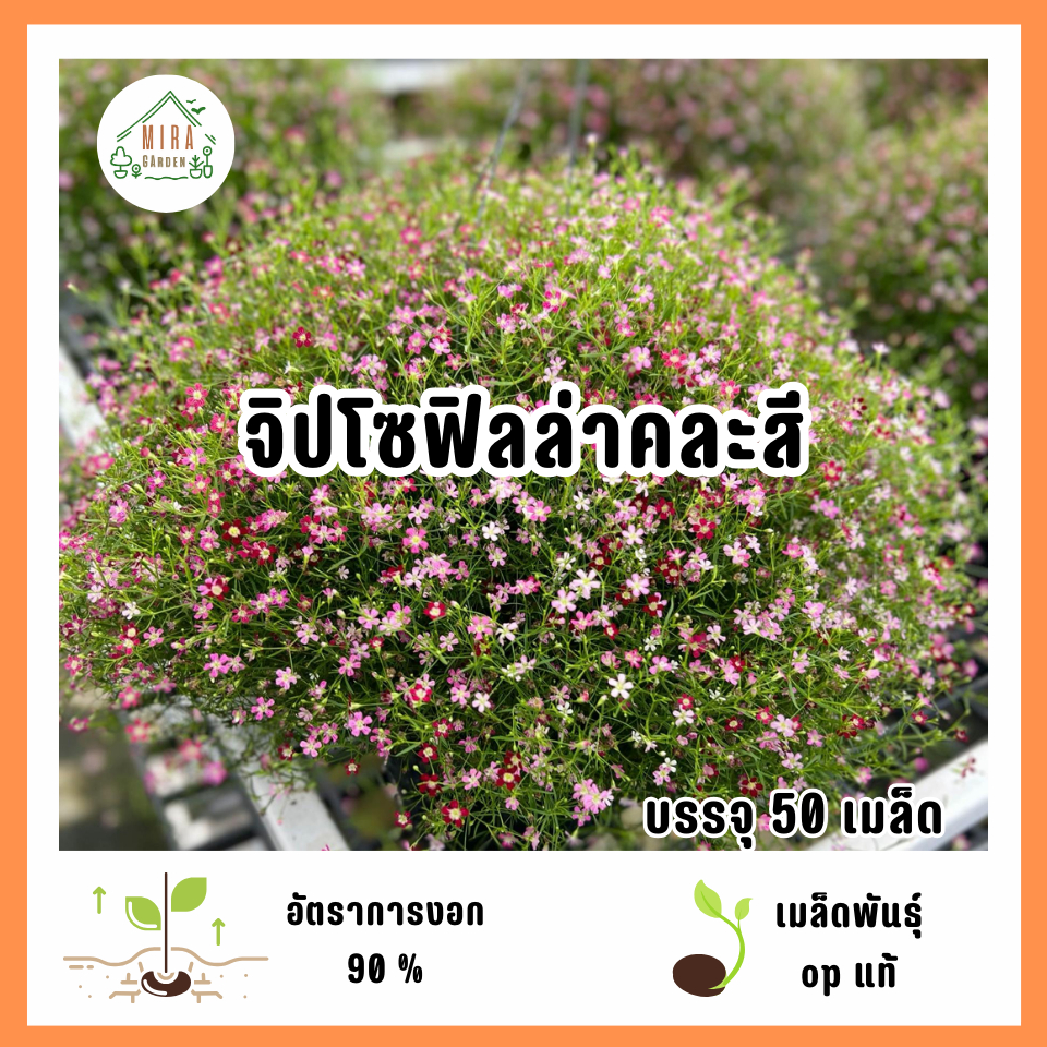 เมล็ดพันธุ์ดอกจิปโซฟิลล่าคละสี 50 เมล็ด