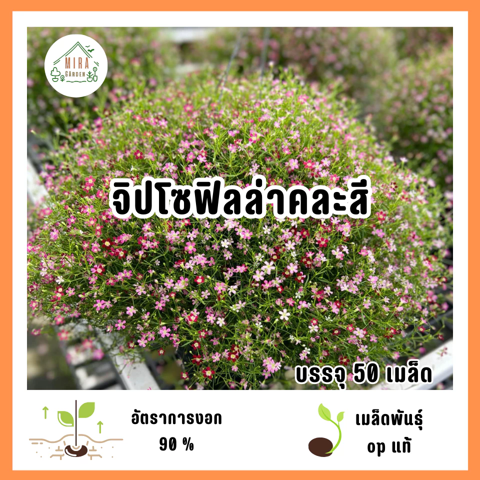 เมล็ดพันธุ์ดอกจิปโซฟิลล่าคละสี 50 เมล็ด