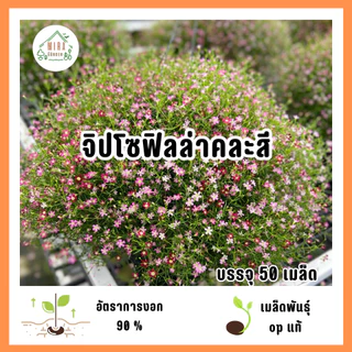 เมล็ดพันธุ์ดอกจิปโซฟิลล่าคละสี 50 เมล็ด