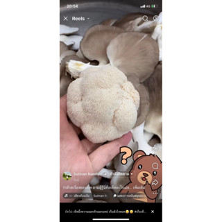 3ก้อน199เห็ดหัวลิงเห็ดยามาบูชิตาเกะก้อนเชื้อเดิน30%สำหรับนำไ…