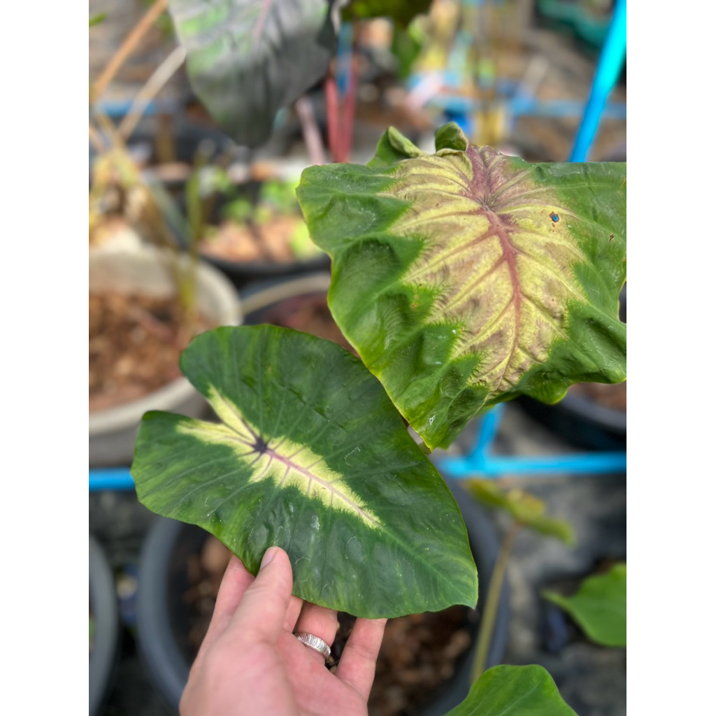 โคโลคาเซีย คำสาปฟาร์โร  (Colocasia Pharaoh‘s Curse )ไม้ฟอกอากาศ ไม้มงคล ไม้ประดับ ไม้หายาก