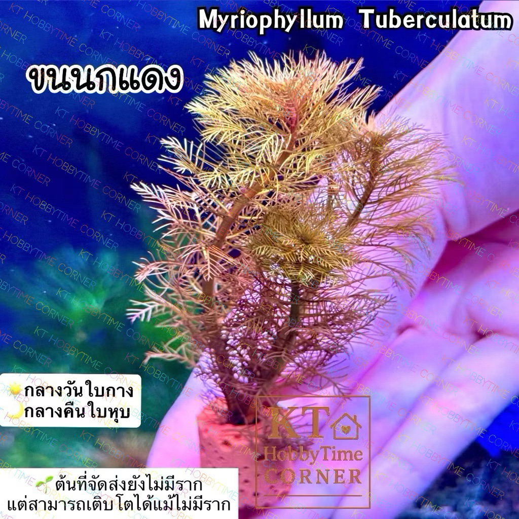 ขนนกแดง (ต้นเล็ก) ไม้น้ำหายาก น่าสะสม ตกแต่งตู้ปลา อ่างปลา ใส่โหลปลากัดได้ เลี้ยงง่าย ไม่ต้องใช้ CO2