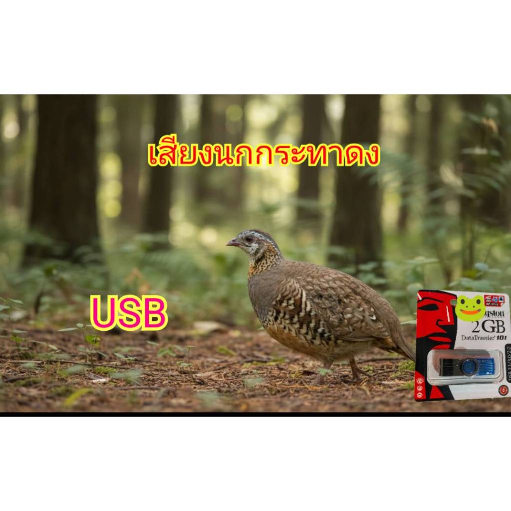 เสียงนกกระทาดง/นกกระทาทุ่งUSB