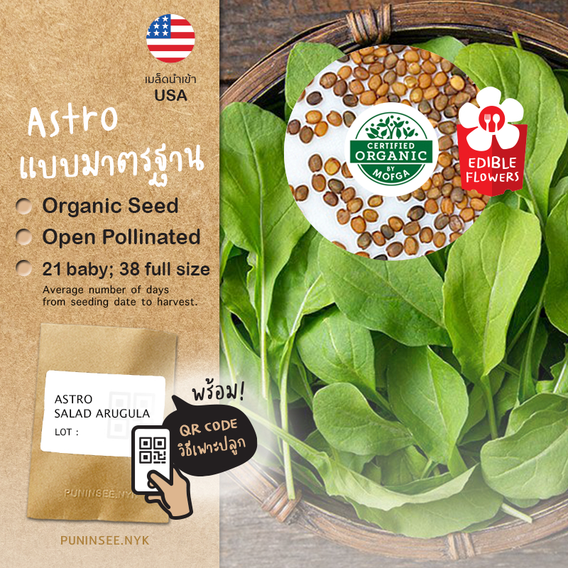 1แถม1 เมล็ดผักนำเข้า สลัดร็อกเก็ต Astro Salad Arugula (Organic Seed) Rocket, Roquette ผักร็อคเก็ต